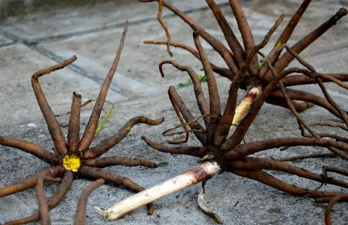 Ztlustlé hlízovité kořeny liliochvostce Ztlustlé hlízovité kořeny liliochvostce