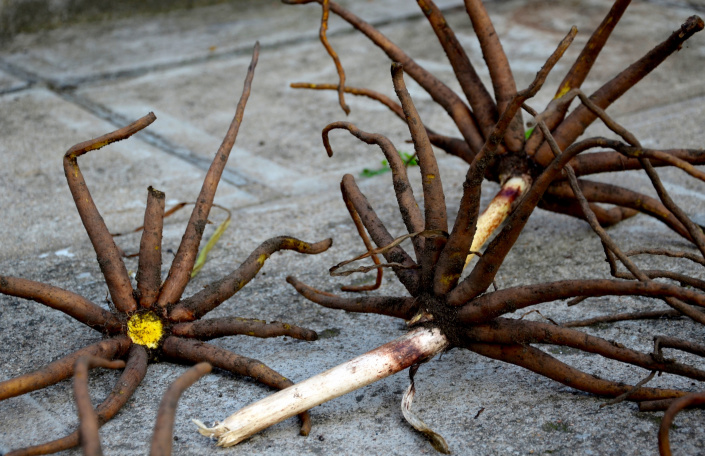 Ztlustlé hlízovité kořeny liliochvostce