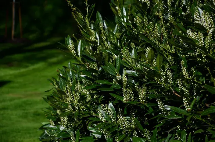 Jedovaté bobulky Bobkovišeň