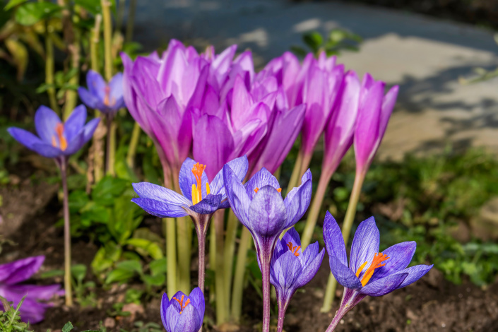 Ocún jesenní a krokus sličný