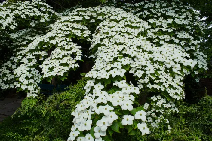 Kvíz kvetoucí keře Dřín japonský