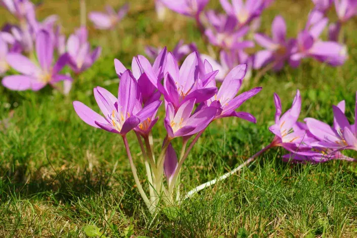 Růžové květy ocúnu jesenního Růžové květy ocúnu jesenního