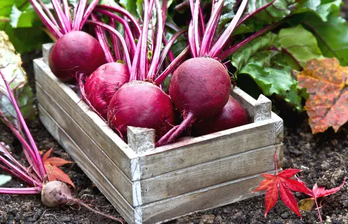Vypěstujte si červenou řepu Vypěstujte si červenou řepu