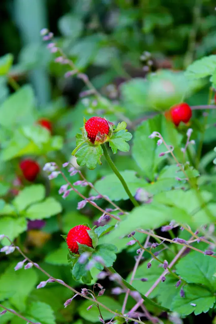 Jahodka indická, červené plody Jahodka indická, červené plody