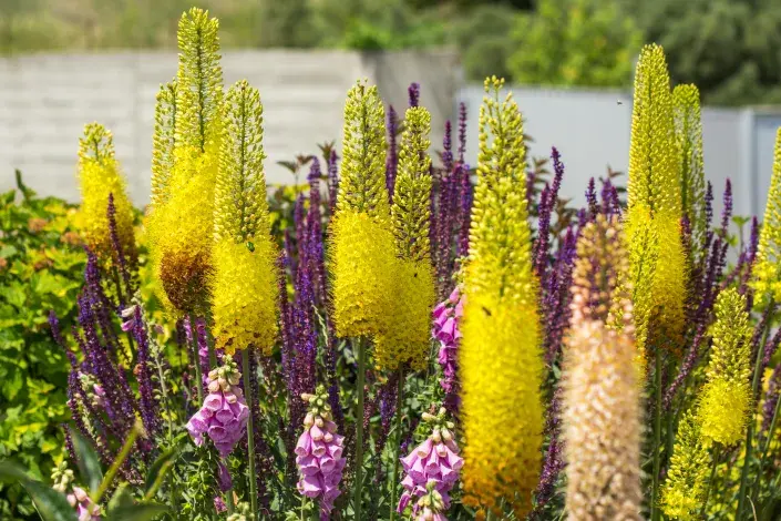 Žluté květy liliochvostce Žluté květy liliochvostce