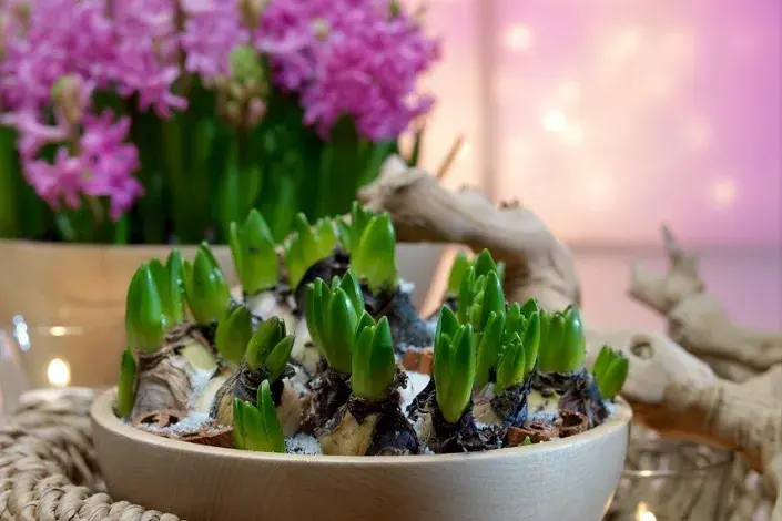 Rychlené hyacinty Rychlené hyacinty