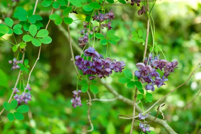 Květy akébie pětičetné