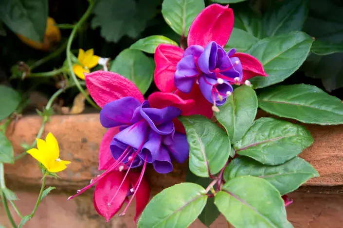 Květy fuchsie Květy fuchsie