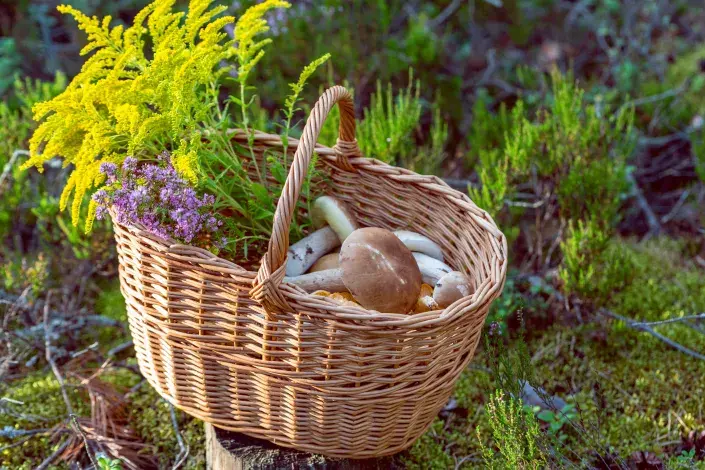 Košík s houbami
