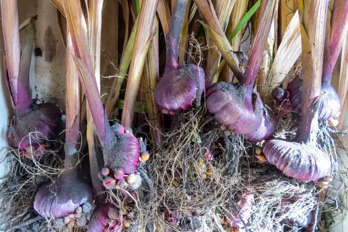 Hlízy mečíků vyjmuté z půdy Hlízy mečíků vyjmuté z půdy