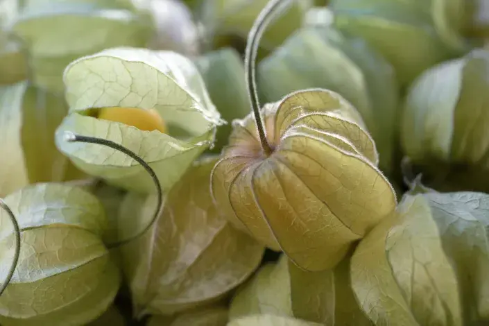 Lampionky mochyně se zralými plody Lampionky mochyně se zralými plody