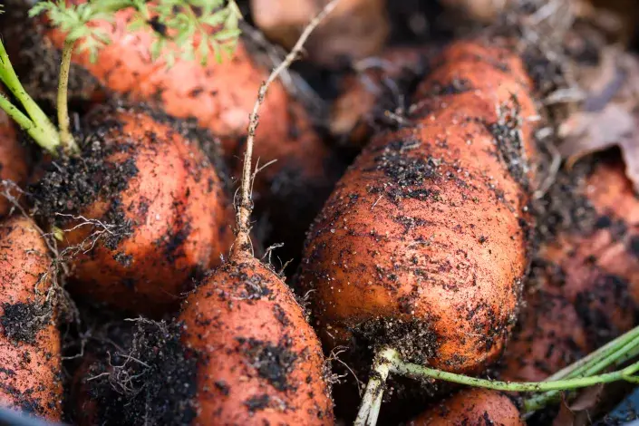 Kořeny mrkve po sklizni Kořeny mrkve po sklizni