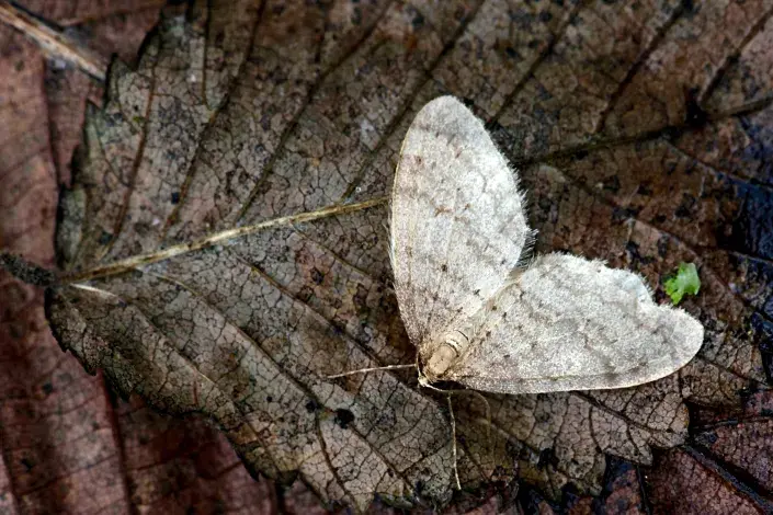 Motýl píďalky podzimní Motýl píďalky podzimní