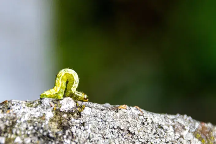 Housenka píďalky podzimní Housenka píďalky podzimní