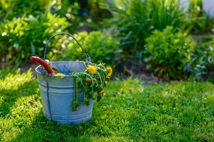 Kbelík s vytrhaným plevelem Kbelík s vytrhaným plevelem