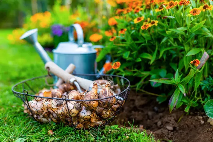 Podzimní výsadba jarních cibulovin