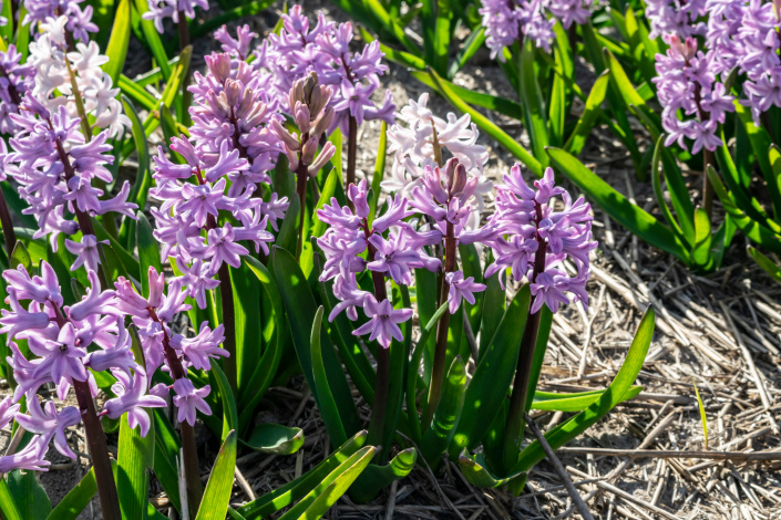 Mulčovací fólie v zahradě, hyacint