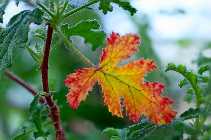 Červenožlutý list vonné pelargonie