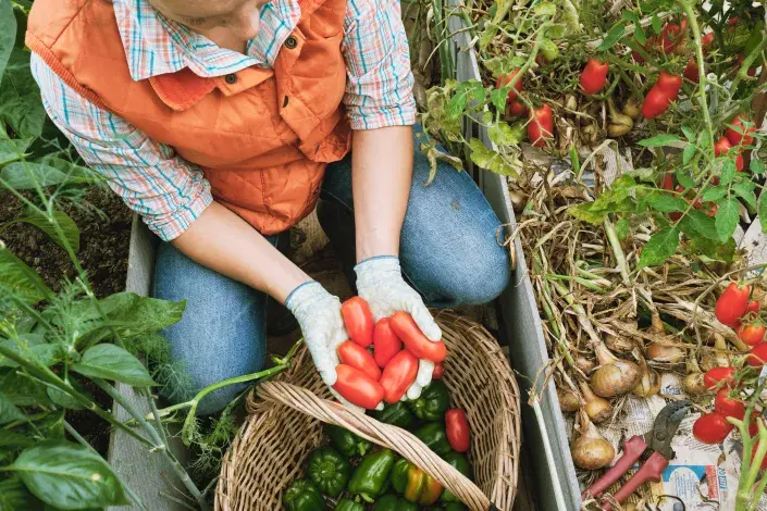 Připravte skleník na jaro Umyjte okna a nářadí