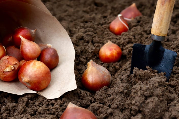 Cibulky v sáčku, lopatka a kyprá půda Cibulky v sáčku, lopatka a kyprá půda