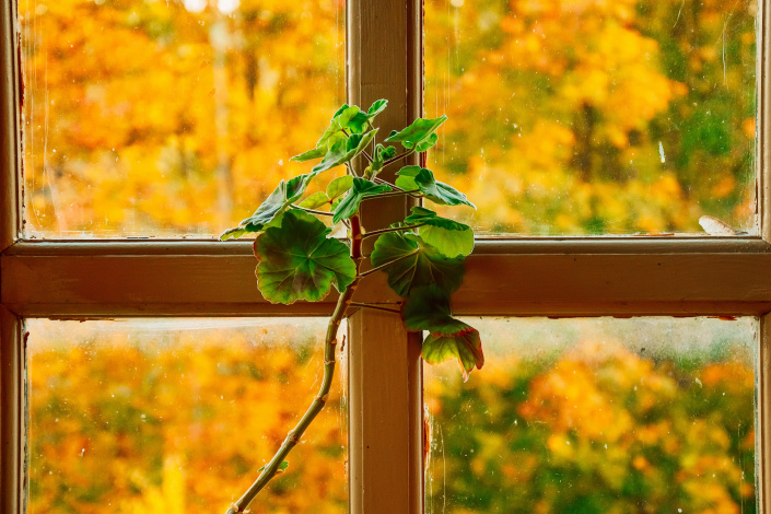 Dlouhá pelargonie před oknem Dlouhá pelargonie před oknem