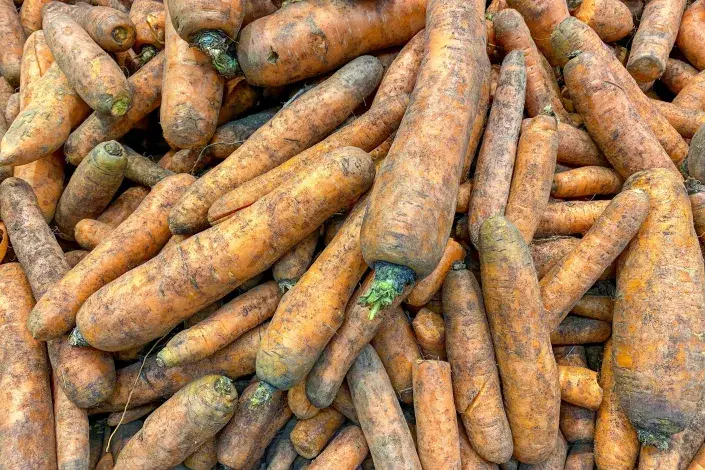 Mrkev ke skladování Mrkev ke skladování