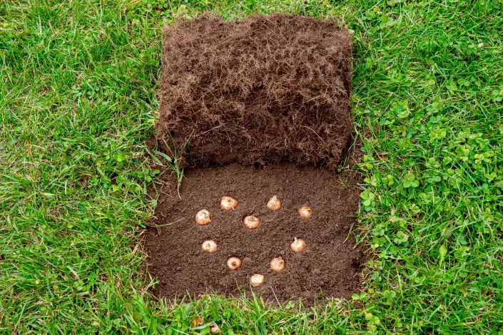 Výsadba cibulek do trávníku Výsadba cibulek do trávníku