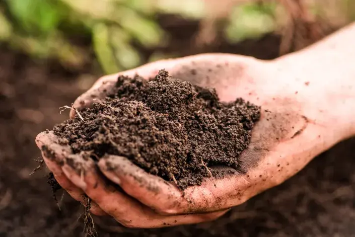 Připravte skleník na jaro Kompost a přihnojení půdy