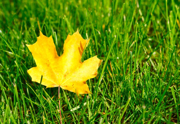 Žlutý list javoru na zelém trávníku