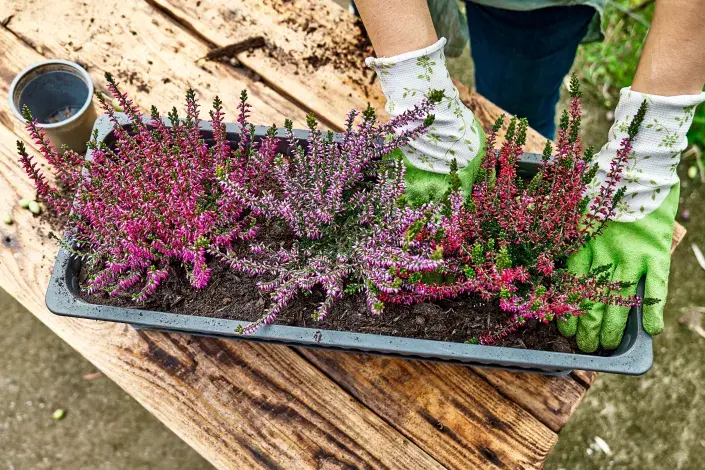 Osázení podzimního truhlíku Osázení podzimního truhlíku