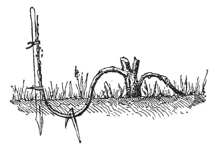 Hřížení hortenzií Hřížení