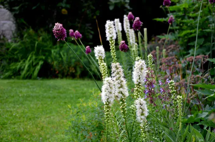 Šuškarda Šuškarda