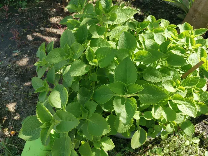 Rýmovník Rýmovník záhon