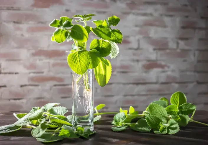 Rýmovník Rýmovník kořeny