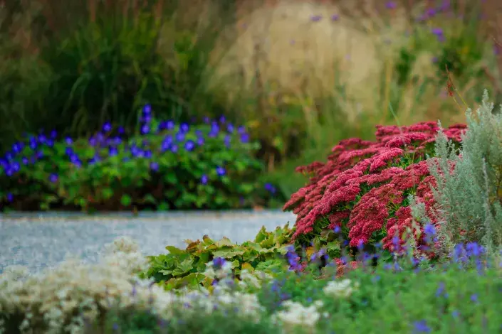 Záhon s rozchodníkovcem Záhon s rozchodníkovcem