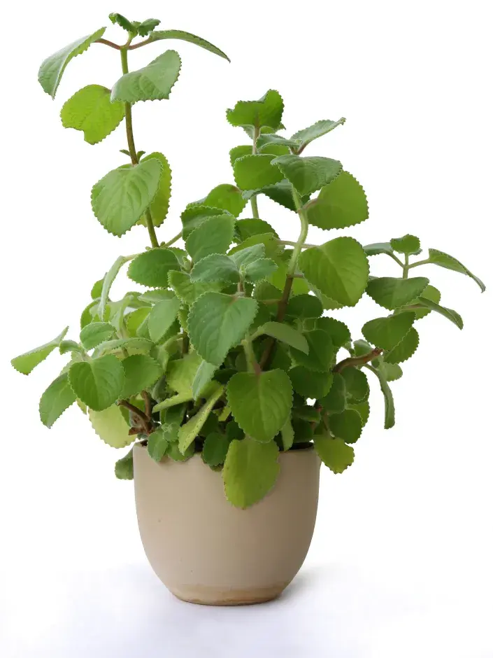 Rýmovník Rýmovník pokojovka