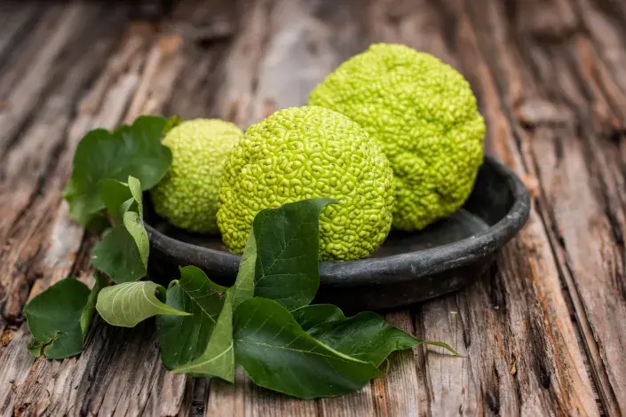 Maklura Maklura na tácku