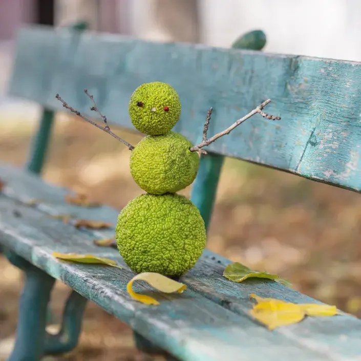 Makrula Makrula sněhulák