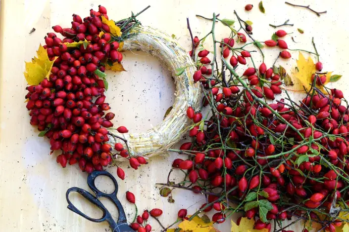 Šípkový věnec_úvodní Šípkový věnec_úvodní