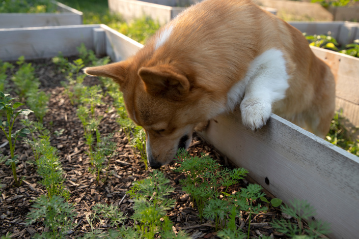 Pes v zahradě_zelenina