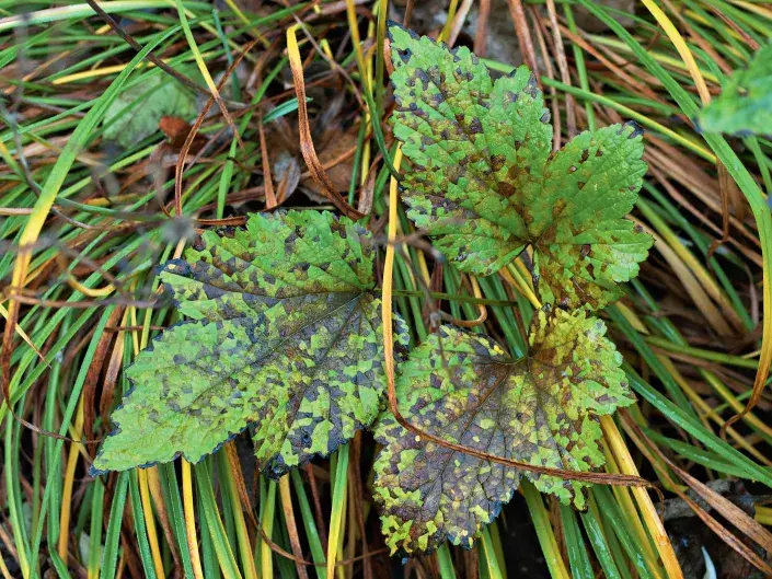 Skvrny na listech podzimní sasanky