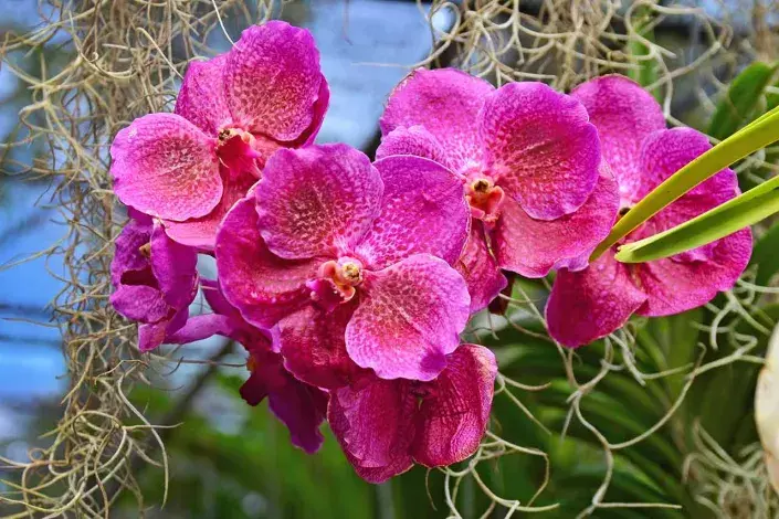 Tropická zahrada Nong Nooch Tropická zahrada Nong Nooch