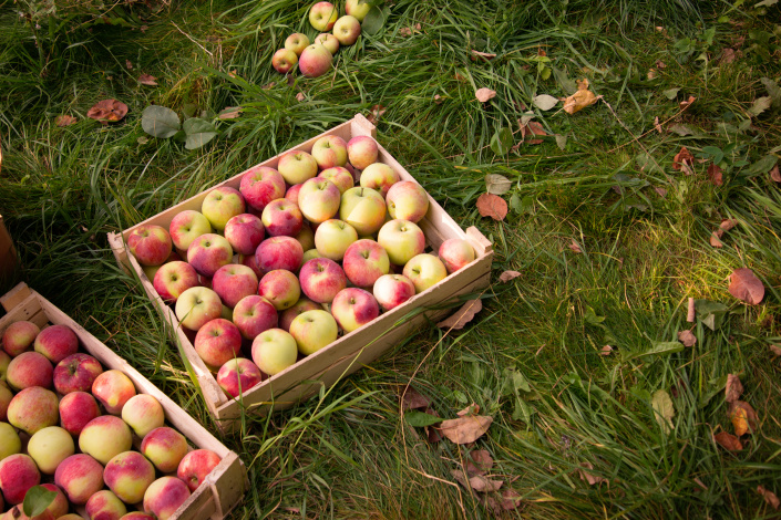 Jablka skladujte v bedýnkách v jedné vrstvě