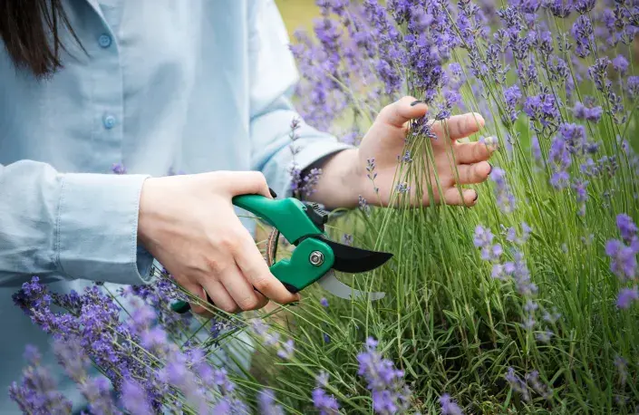 Levanduli nikdy nestříhejte do starého dřeva