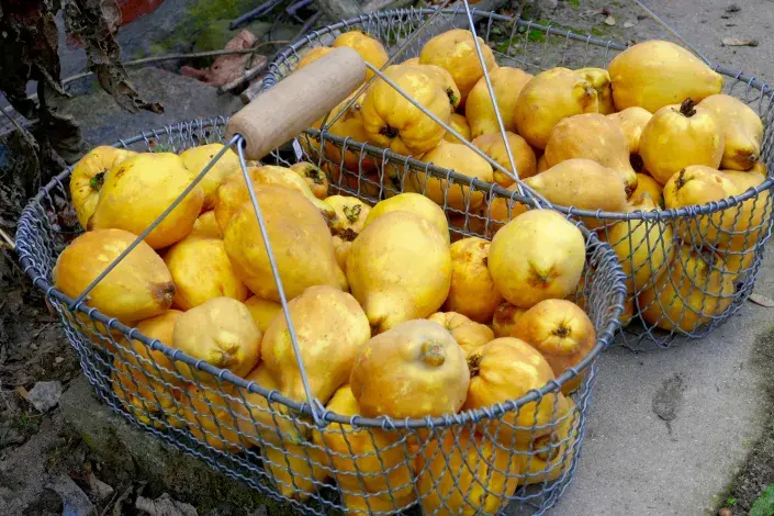 Košíky plné žlutých kdoulí Košíky plné žlutých kdoulí