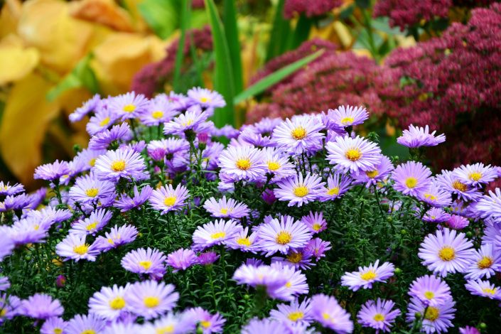 Hvězdnice novoanglická (Aster novae-angliae)