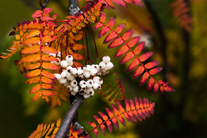 Jeřáb Koehneův (Sorbus koehneana)