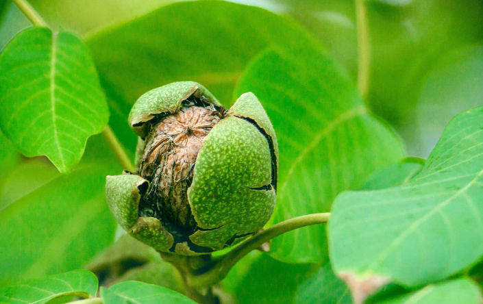 Zelené slupky vlašského ořechu