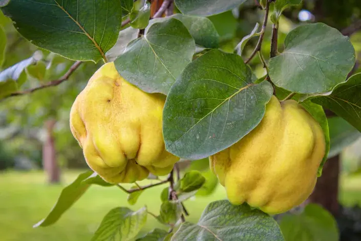 Dvě žluté kdoule na stromě Dvě žluté kdoule na stromě