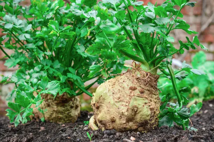 Celer bulvový na záhonu Celer bulvový na záhonu